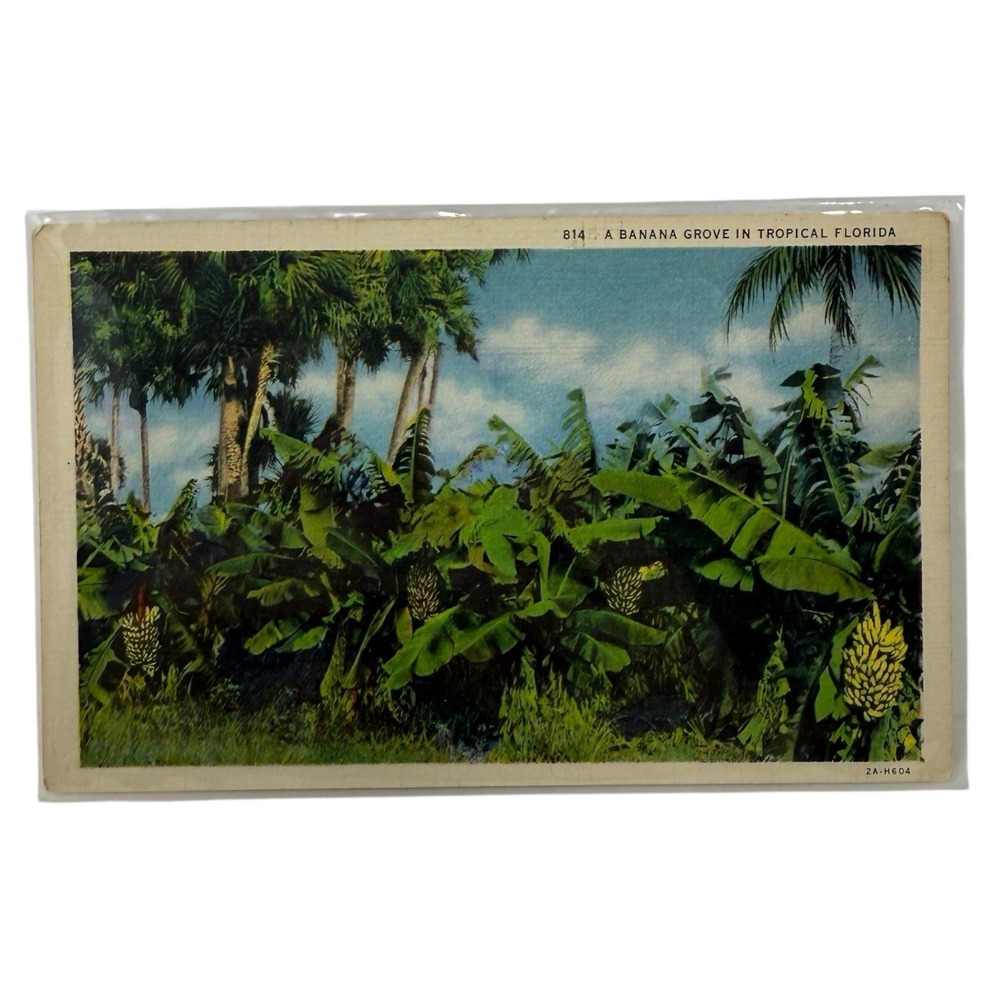 Vintage Linen Postcard Banana Grove in Tropical Florida  C.T. Art Colortone‎